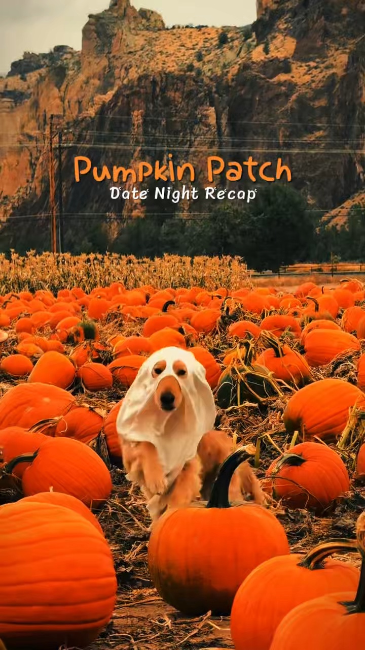 Pumpkin Patch 🎃🍂🍁