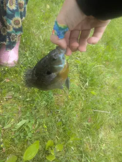 bluegill