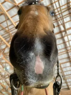Harandhorseys 