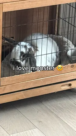 MONSTERRRRRRRRRRRRRR