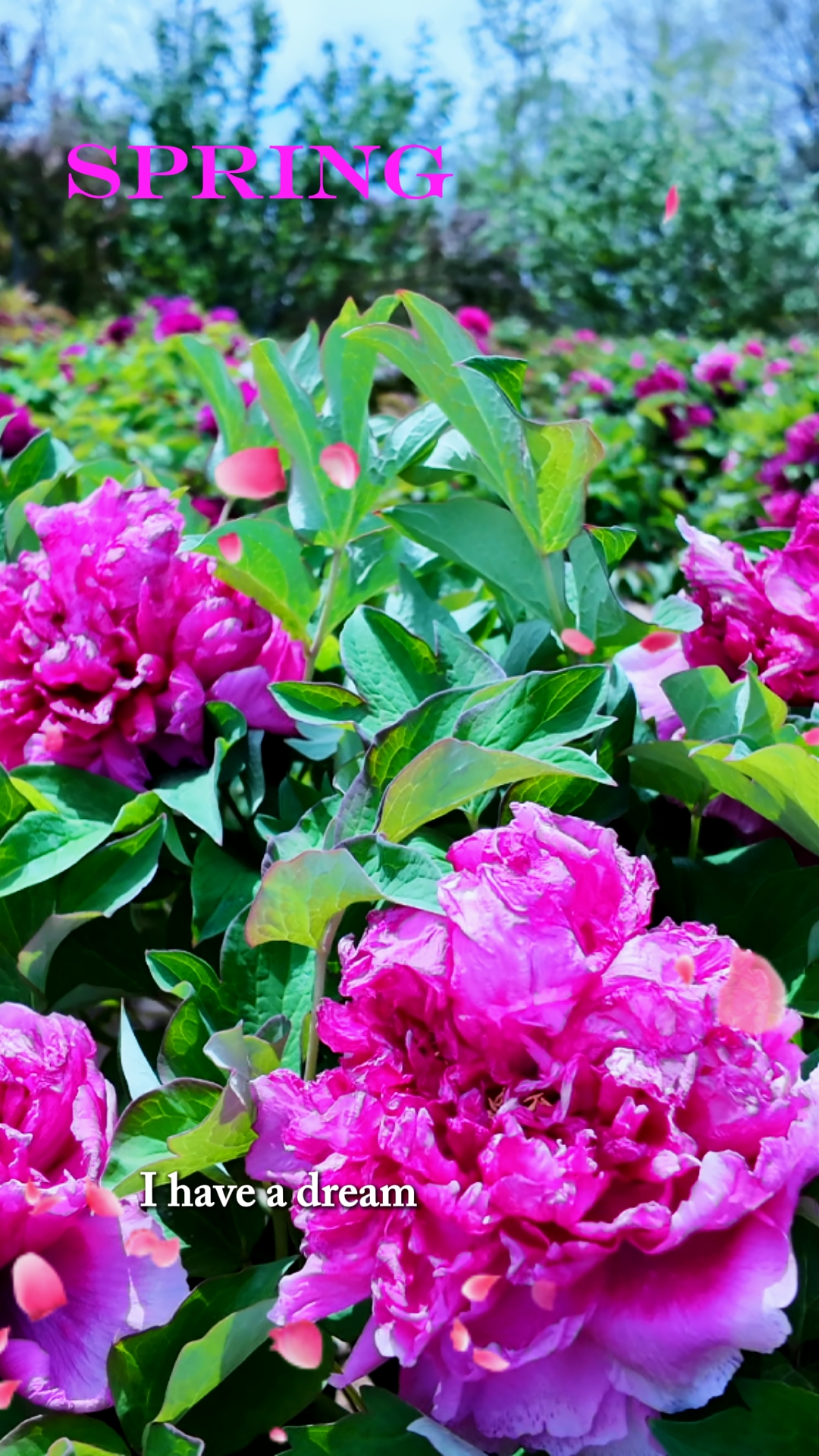 Flores da primavera 