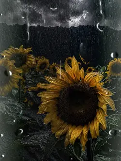 Sunflowers 🌻 