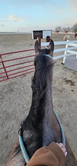 Quarter horses