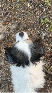 Perrito