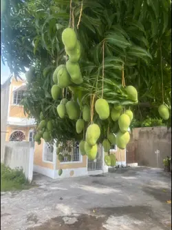 Mango Tree Comedy 