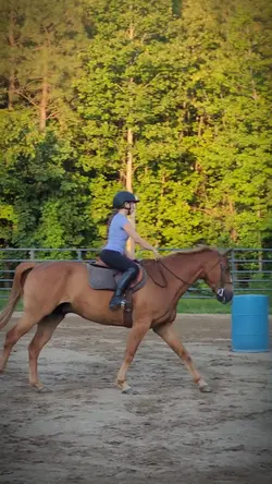 iforgot my saddlepad