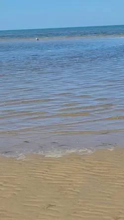 seagulls beach