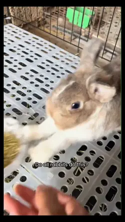 Bunny mentality 