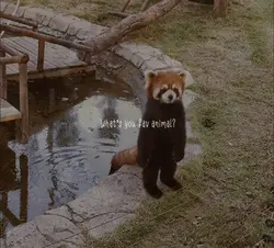 Fav animal