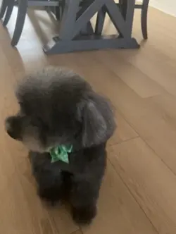 Porkchop Toy Poodle 