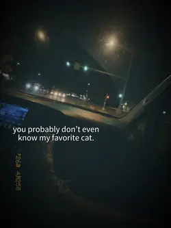 orange tabby