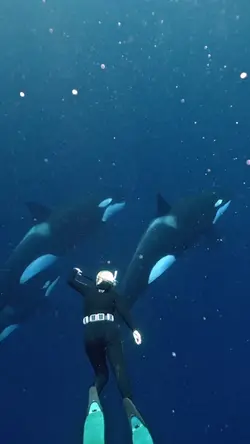 Orca Encounter