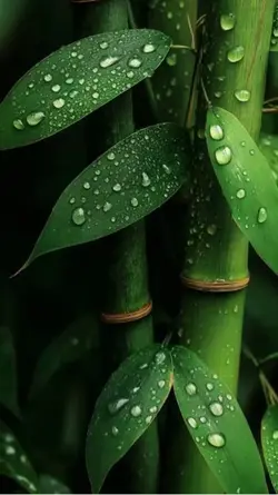 3D Livewallpaper 