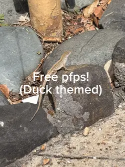 Duck pfps!