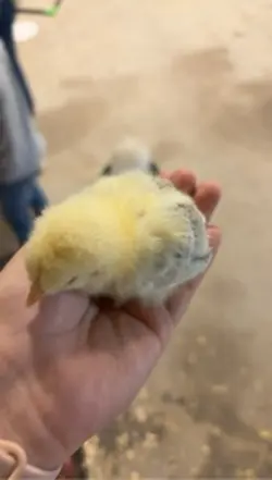 Chickens 