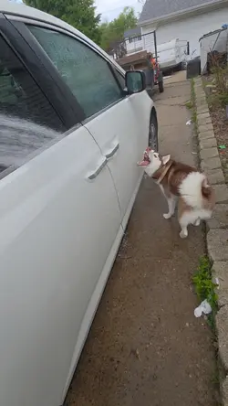 Frisky Husky