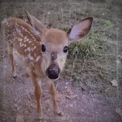 deer^^