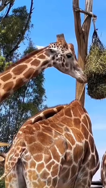 Zoo