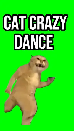 Cat crazy dance 
