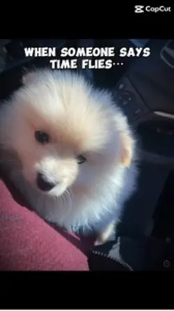 CHIPmyDOG
