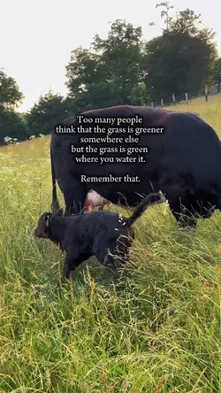 Grass