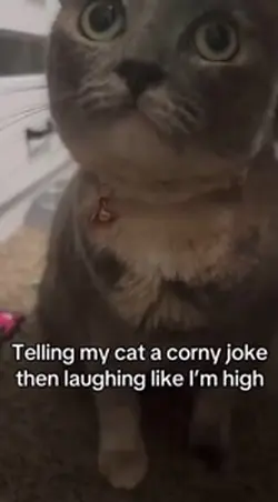 Kitten 