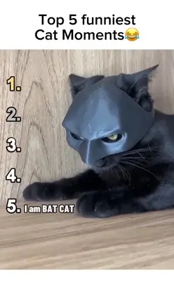 Funniest Cat moments