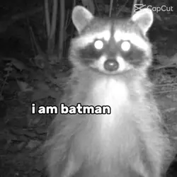 Raccoon batman