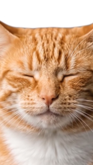 My cute pussy cat 2 