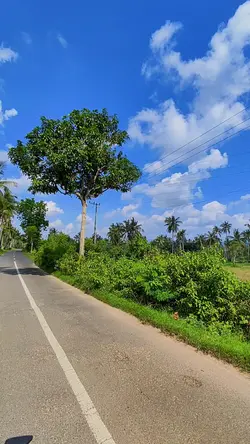 Langit Cerah.