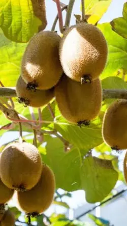 Kiwi fruit 