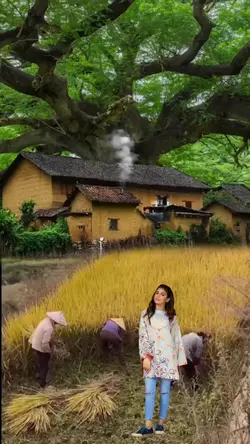 sawah
