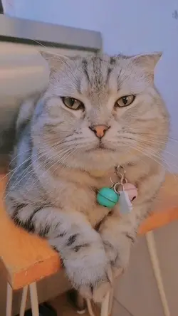 เป็น​แมวมันง่ายหรอ