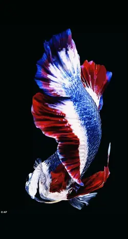 ภาพนิ่ง 4 รูป