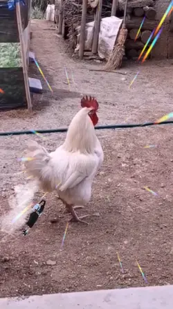 Gà Đẻ Troll Hài Ghê