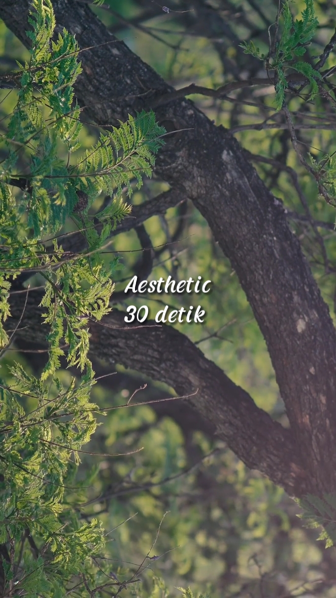 Esthétique 30 detik 