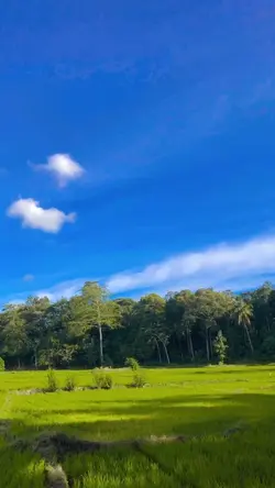 Sawah desA