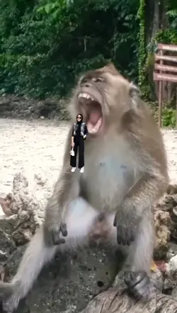 Di telan MONYET