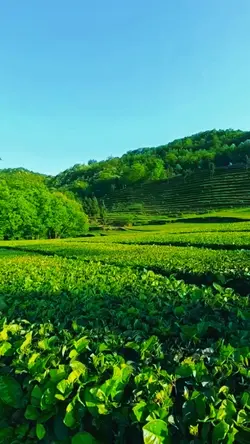 Ngẫu hứng