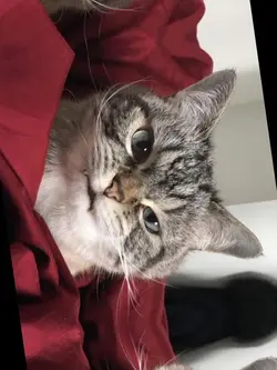 แมวเหมียว