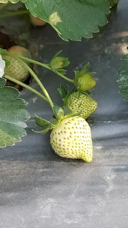 Strawberry Farm