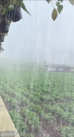 Hujan Di Kebon 09