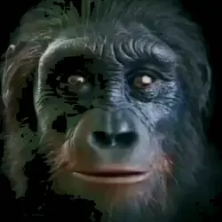 HUMAN EVOLUTION