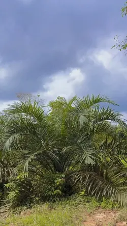 Ketalang petang