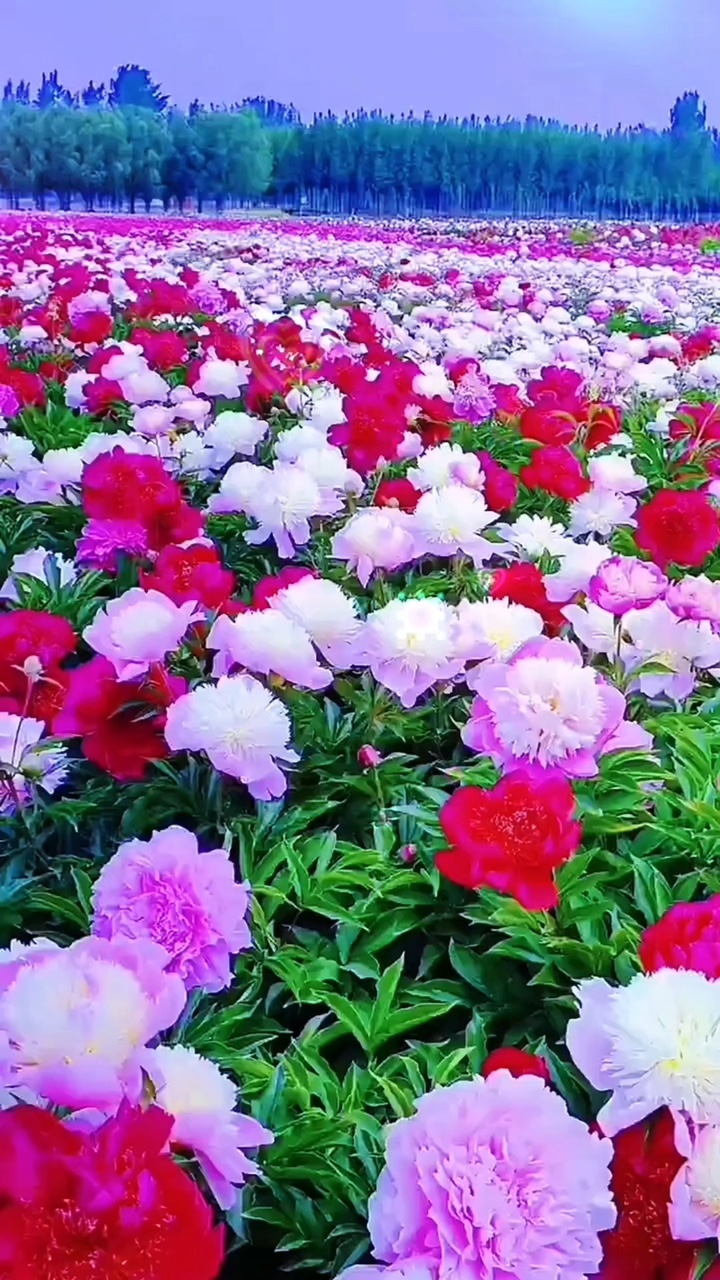 Hẹn Chiều Nay