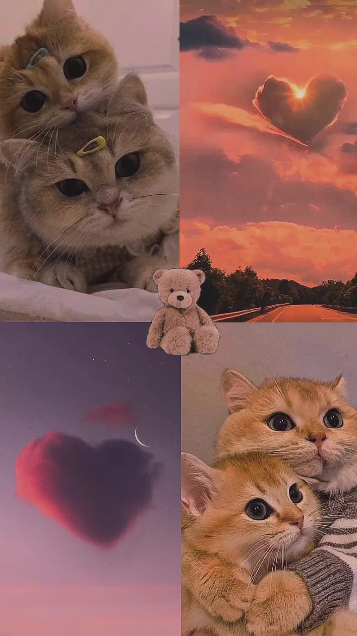 Amantes de los gatos