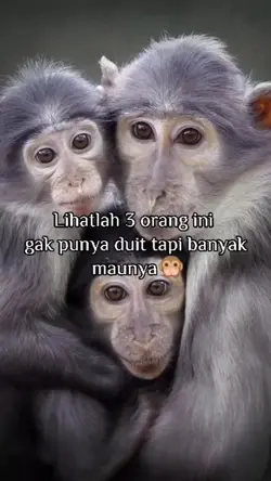 Tiga Monyet