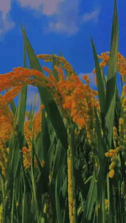 Slow thiên nhiên