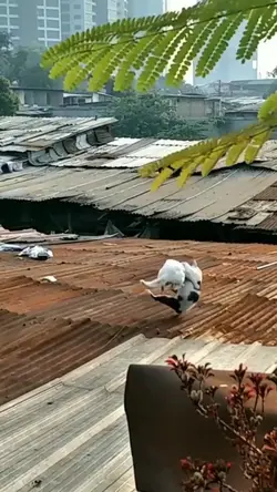 Kucing Gelud
