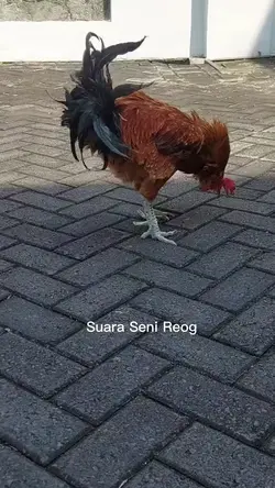 Suara Reog